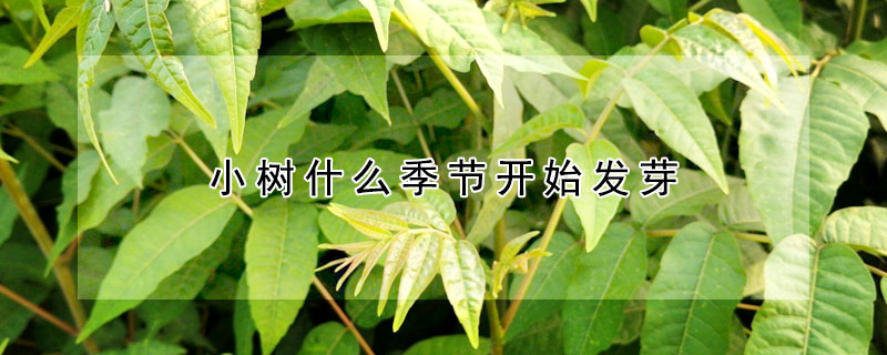 小树什么季节开始发芽