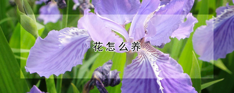 花怎么养