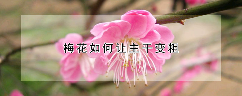 梅花如何让主干变粗