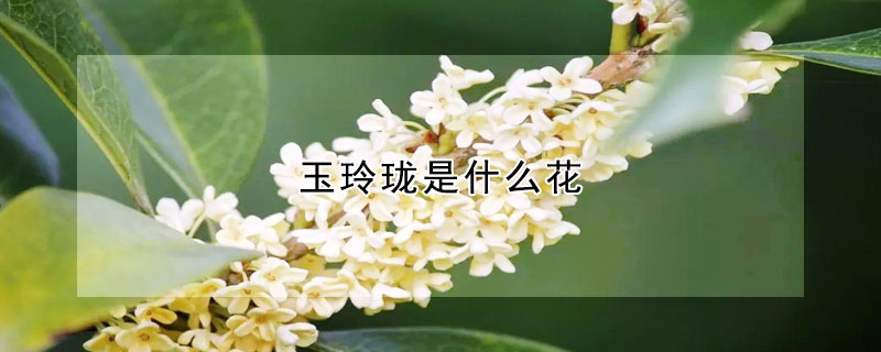 玉玲珑是什么花