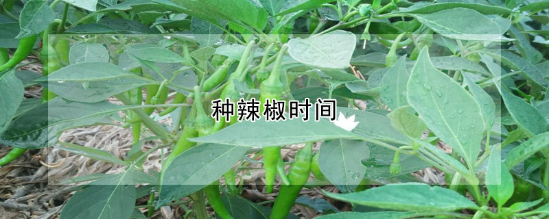 种辣椒时间