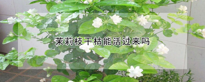 茉莉枝干枯能活过来吗