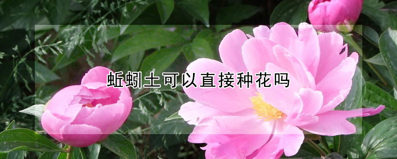 蚯蚓土可以直接种花吗