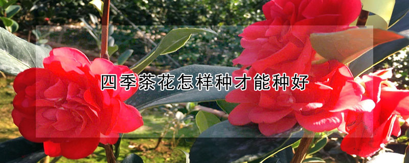 四季茶花怎样种才能种好