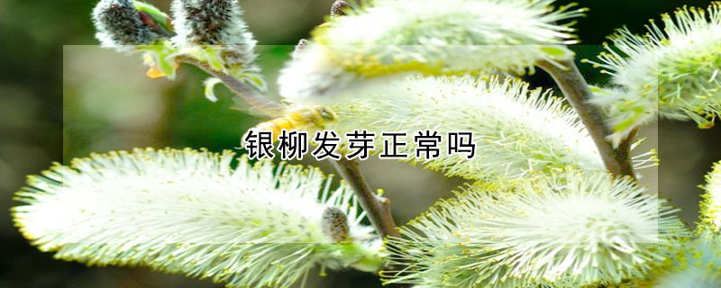 银柳发芽正常吗