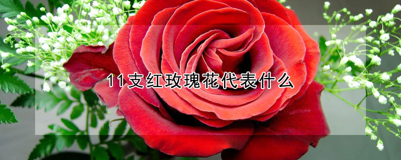 11支红玫瑰花代表什么
