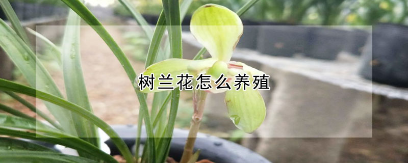 树兰花怎么养殖