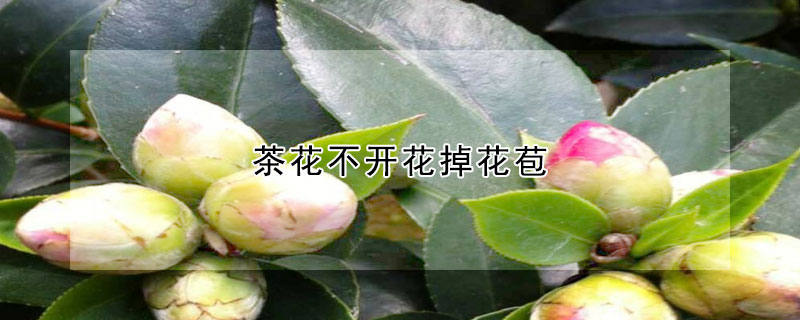 茶花不开花掉花苞