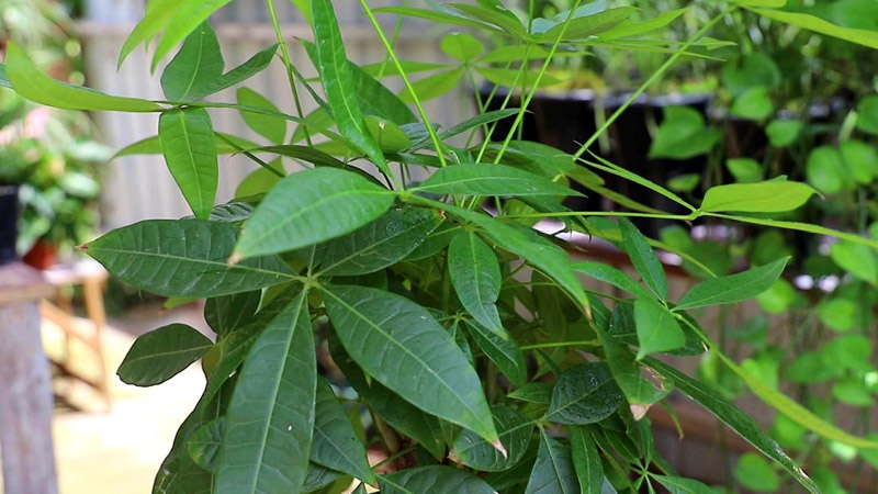 发财树的种植方法