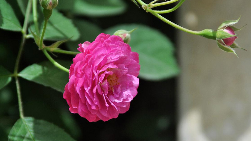 蔷薇花怎么种植方法