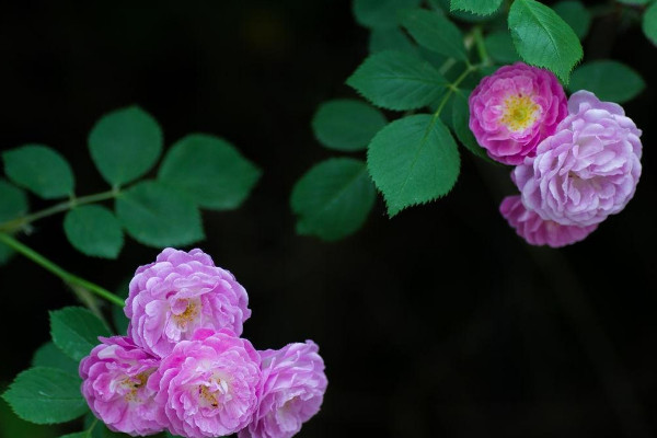 蔷薇花怎么种植方法