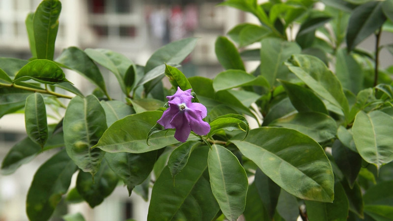 鸳鸯茉莉的花语和寓意