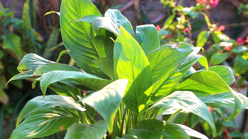 白掌是什么植物