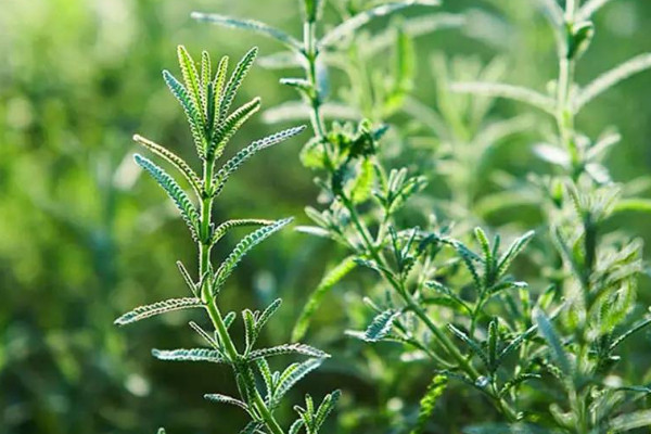 迷迭香的种植方法和注意事项