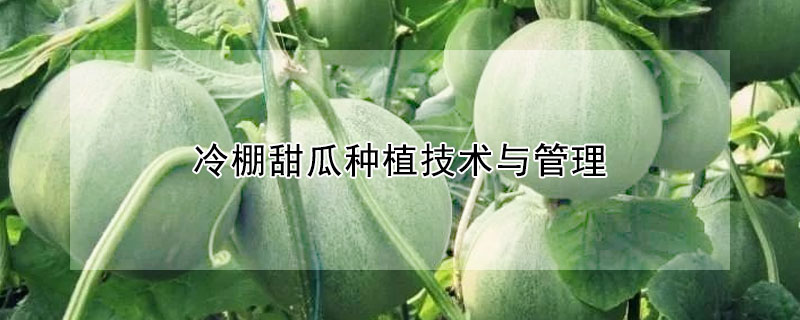 冷棚甜瓜种植技术与管理