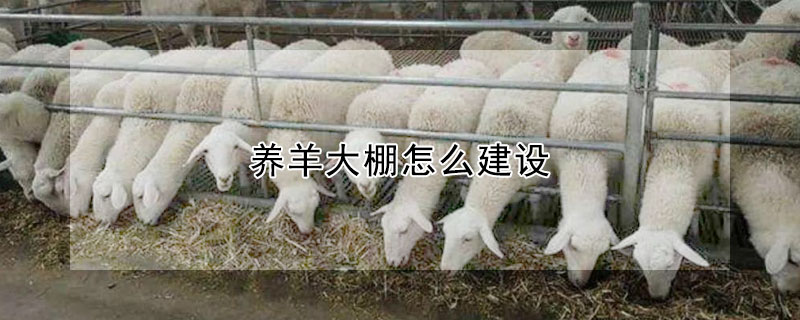 养羊大棚怎么建设