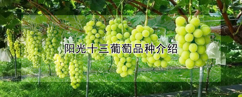 阳光十三葡萄品种介绍