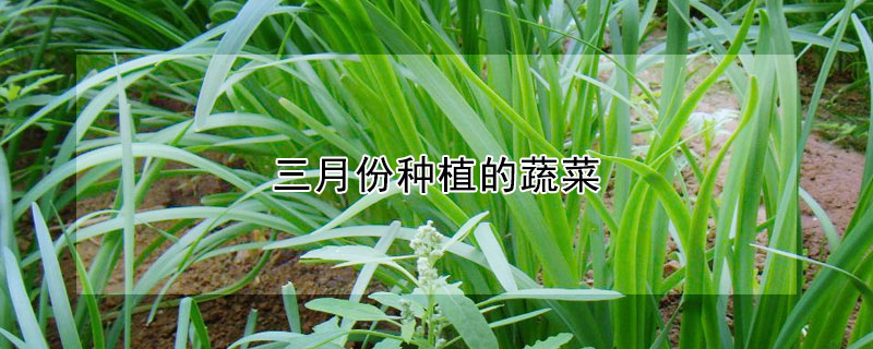 三月份种植的蔬菜