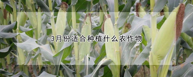 3月份适合种植什么农作物