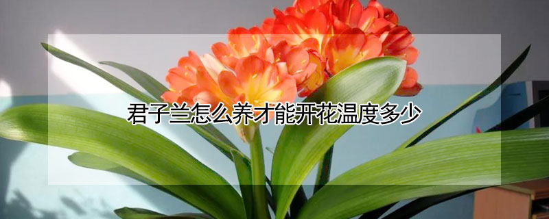 君子兰怎么养才能开花温度多少