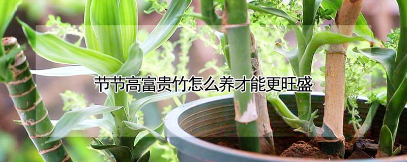 节节高富贵竹怎么养才能更旺盛