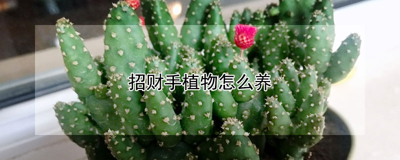 招财手植物怎么养