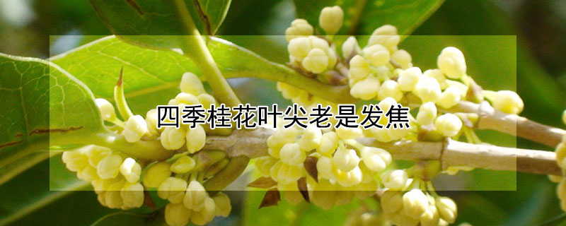 四季桂花叶尖老是发焦