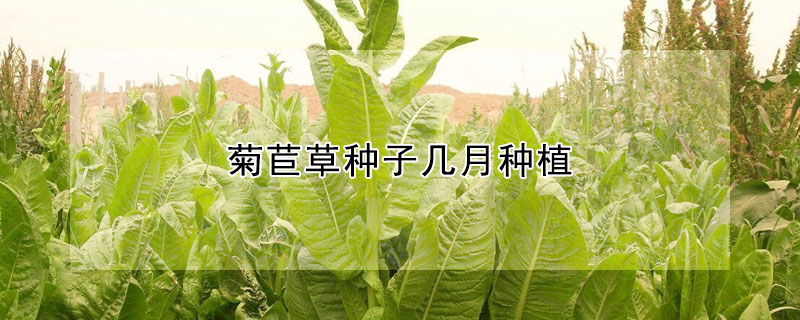 菊苣草种子几月种植