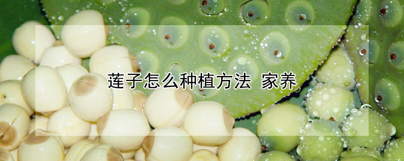 莲子怎么种植方法 家养