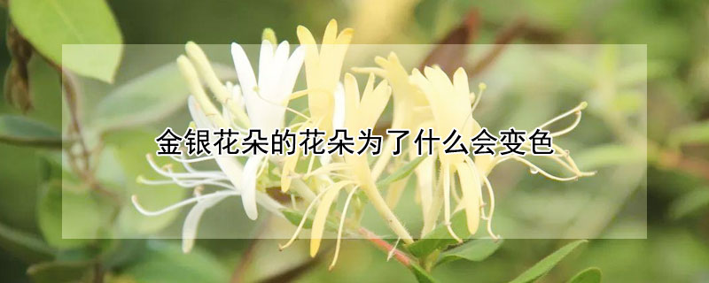 金银花朵的花朵为了什么会变色