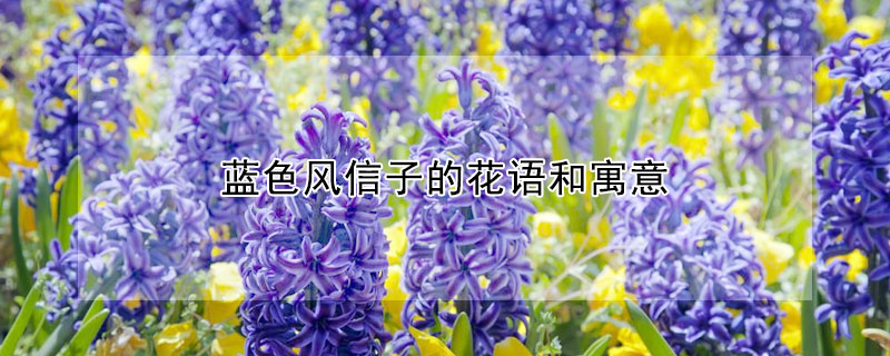  蓝色风信子的花语和寓意