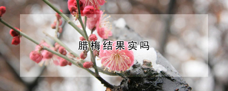 腊梅结果实吗