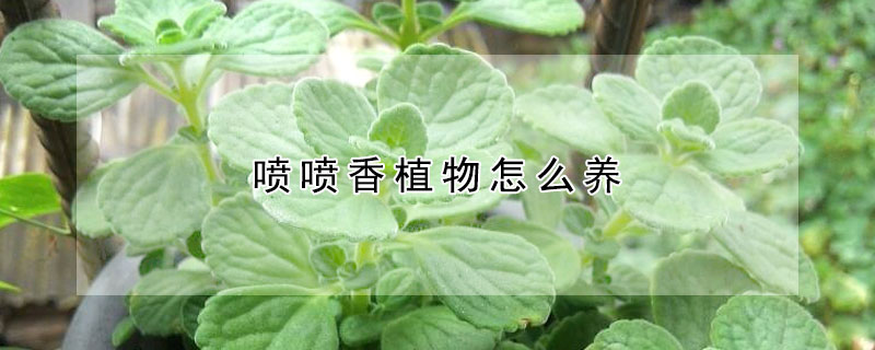 喷喷香植物怎么养