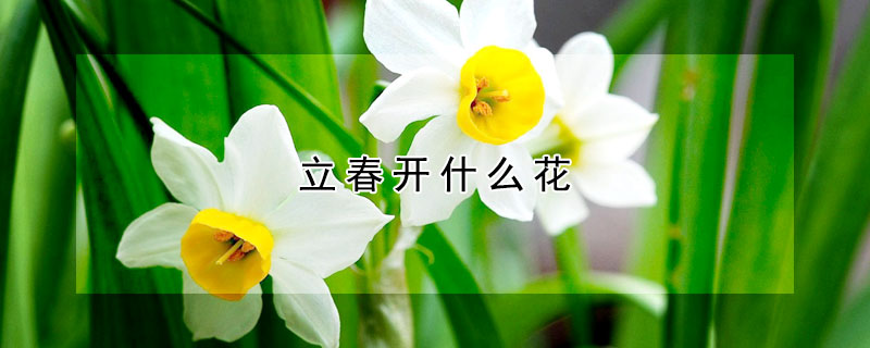 立春开什么花