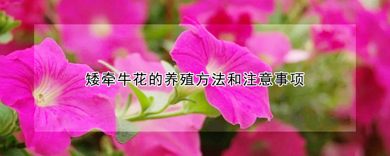 矮牵牛花的养殖方法和注意事项