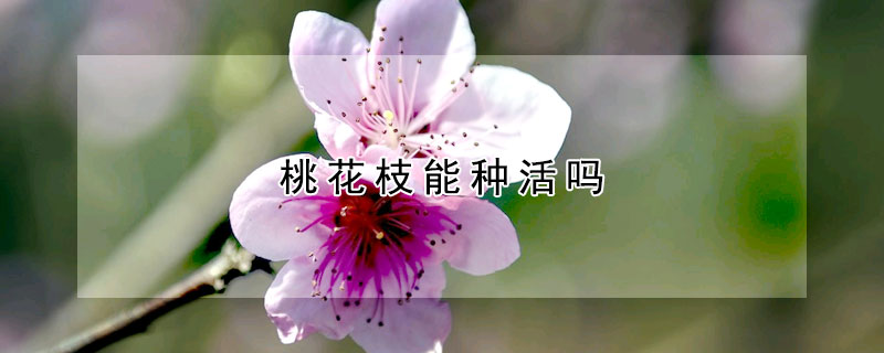 桃花枝能种活吗