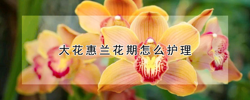 大花惠兰花期怎么护理