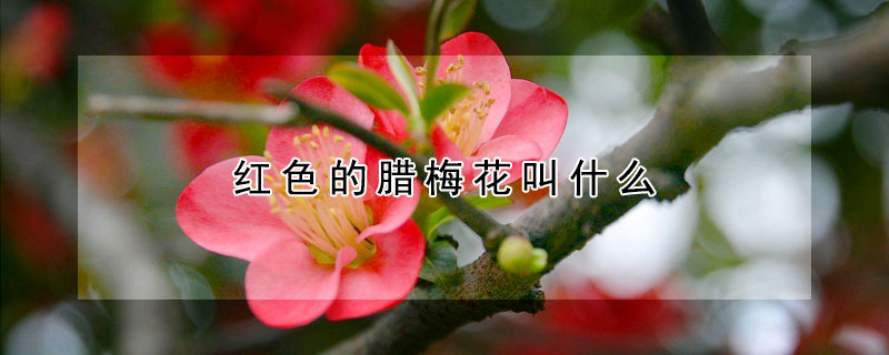 红色的腊梅花叫什么