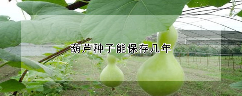葫芦种子能保存几年