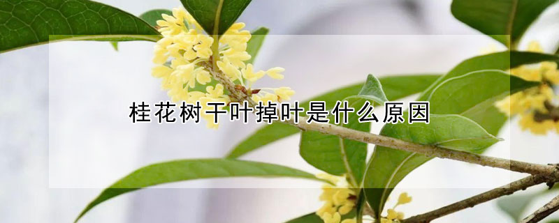 桂花树干叶掉叶是什么原因