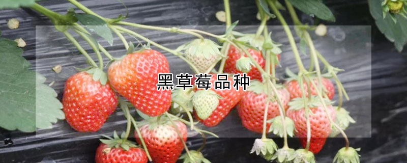 黑草莓品种