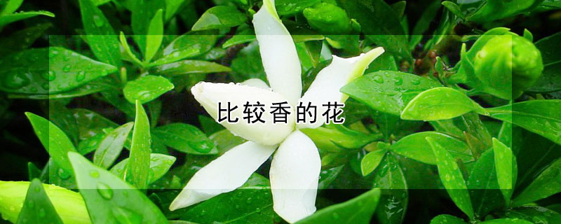 比较香的花