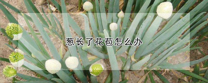 葱长了花苞怎么办