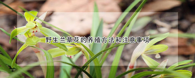 野生兰草花的养殖方法和注意事项