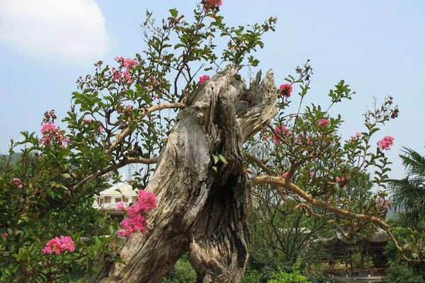 痒痒树是什么植物