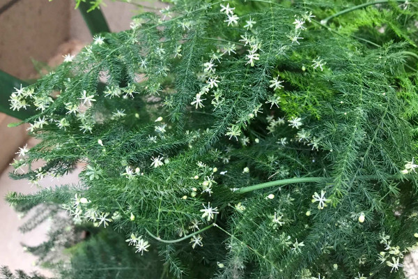 文竹开花了是怎么回事