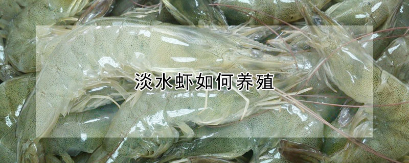 淡水虾如何养殖