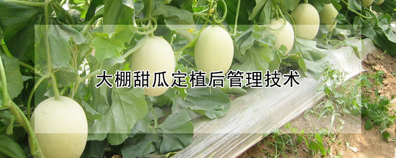 大棚甜瓜定植后管理技术