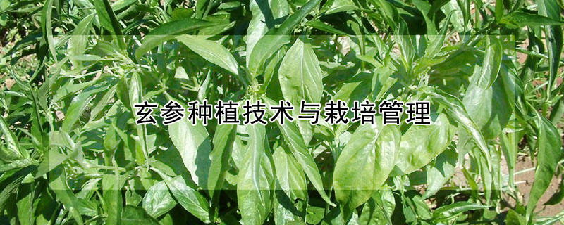 玄参种植技术与栽培管理