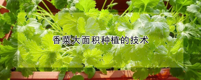 香菜大面积种植的技术